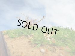 Photo4: Iroha[MS-BOX01] Iroha Value Box(Leaves)