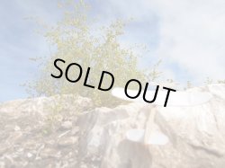 Photo3: Iroha[MS-BOX01] Iroha Value Box(Leaves)