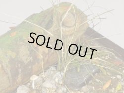 Photo11: Iroha[MS-BOX01] Iroha Value Box(Leaves)