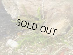 Photo10: Iroha[MS-BOX01] Iroha Value Box(Leaves)