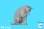Photo5: [Passion Models][P35T-029]1/72 Cats For Cat Lovers 5psc