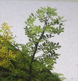 Photo1: [Kamizukuri] [A-5-35] Oak (1/35 scale)