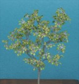 [Kamizukuri] [A-8-48] Lime Tree (1/48 scale)