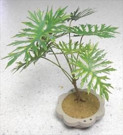Photo1: [Kamizukuri] [G-21] Horsehead Philodendron