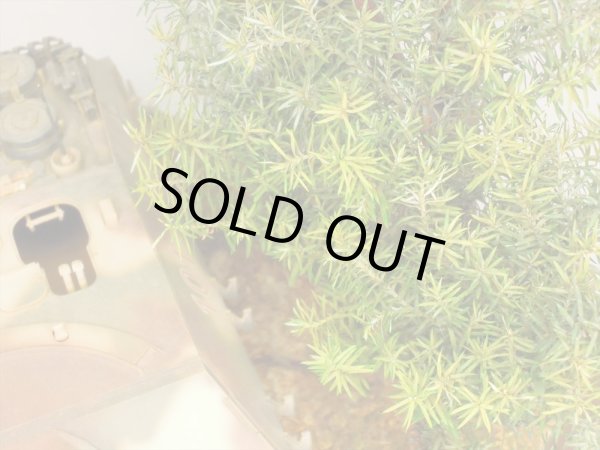 Photo5: Iroha[MS-BOX01] Iroha Value Box(Leaves)