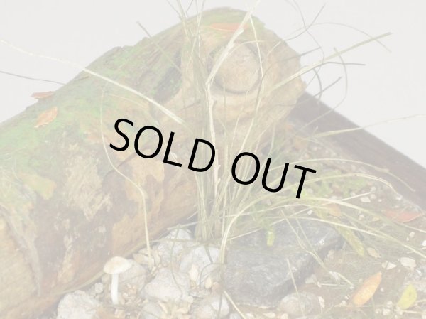 Photo11: Iroha[MS-BOX01] Iroha Value Box(Leaves)