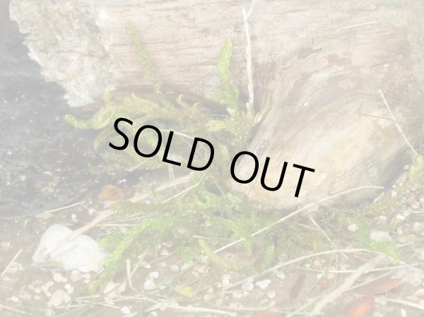 Photo10: Iroha[MS-BOX01] Iroha Value Box(Leaves)