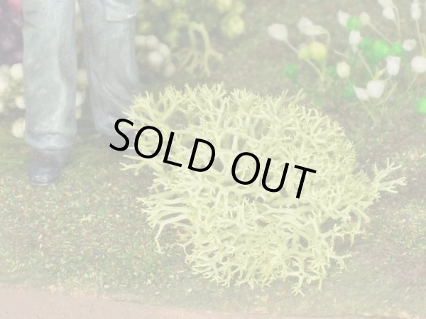 Photo6: Iroha[MS-BOX01] Iroha Value Box(Leaves)