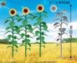 Photo1: [Passion Models] [P35T-039] 1/35 Sun Flower Set  5-Pack