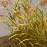 Photo: [Kamizukuri] [A-13] Reed Canary Grass(1/35)