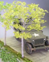 Photo: [Kamizukuri] [A-23-T] Sycamore(1/35)