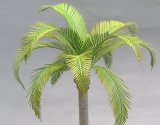 Photo: [Kamizukuri] [A-31] Coco nuts palm