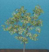 Photo: [Kamizukuri] [A-8-48] Lime Tree (1/48 scale)