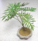 Photo: [Kamizukuri] [G-21] Horsehead Philodendron