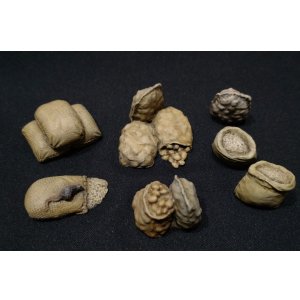 Photo: Work Shop Shin[M-20221]1/35 Food and Feed Set(A)