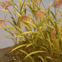 Photo1: [Kamizukuri] [A-13] Reed Canary Grass(1/35)