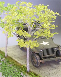 Photo1: [Kamizukuri] [A-23-T] Sycamore(1/35)