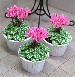 Photo1: [Kamizukuri] [G-15] Cyclamen