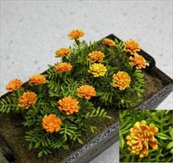 Photo1: [Kamizukuri] [G-26] Marigold